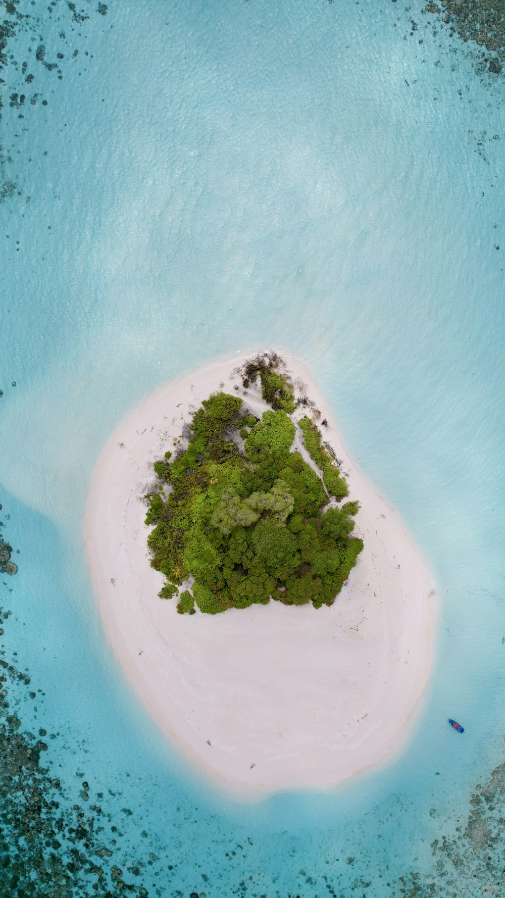 a plant in the water