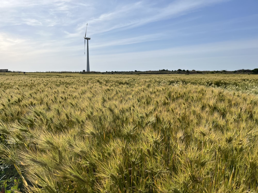 a field of grass with a windmill in the distance