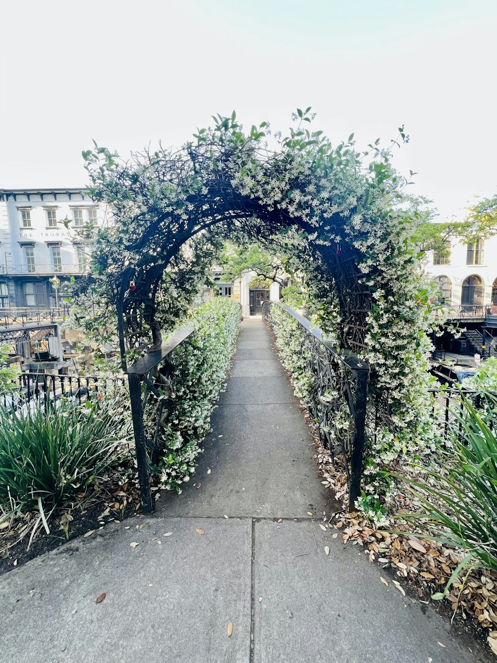 a path with plants and trees on the side