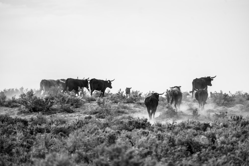 Un groupe de vaches marche dans un champ herbeux