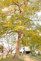 A large, mature tree with a thick trunk and expansive branches covered in green leaves. The tree is situated in an open area with a path leading towards it. In the background, there are buildings partially visible, and a lamppost stands nearby. A motorbike is parked along a pathway.