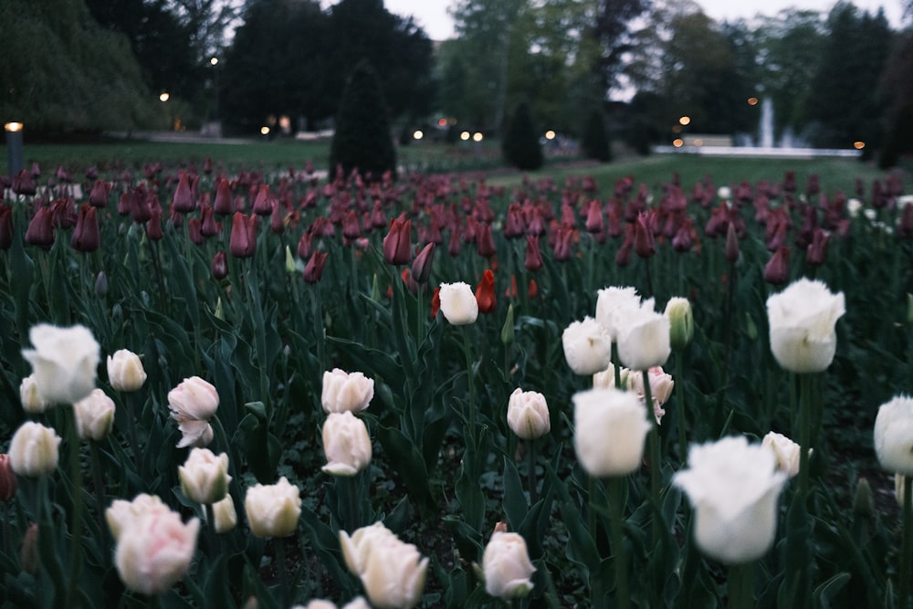 a field of tulips