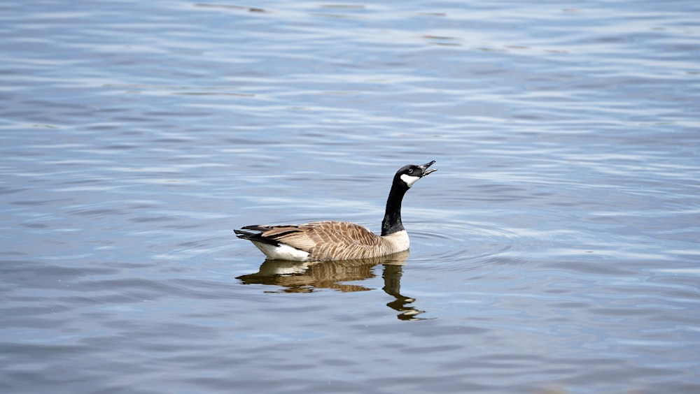 a duck swimming in water