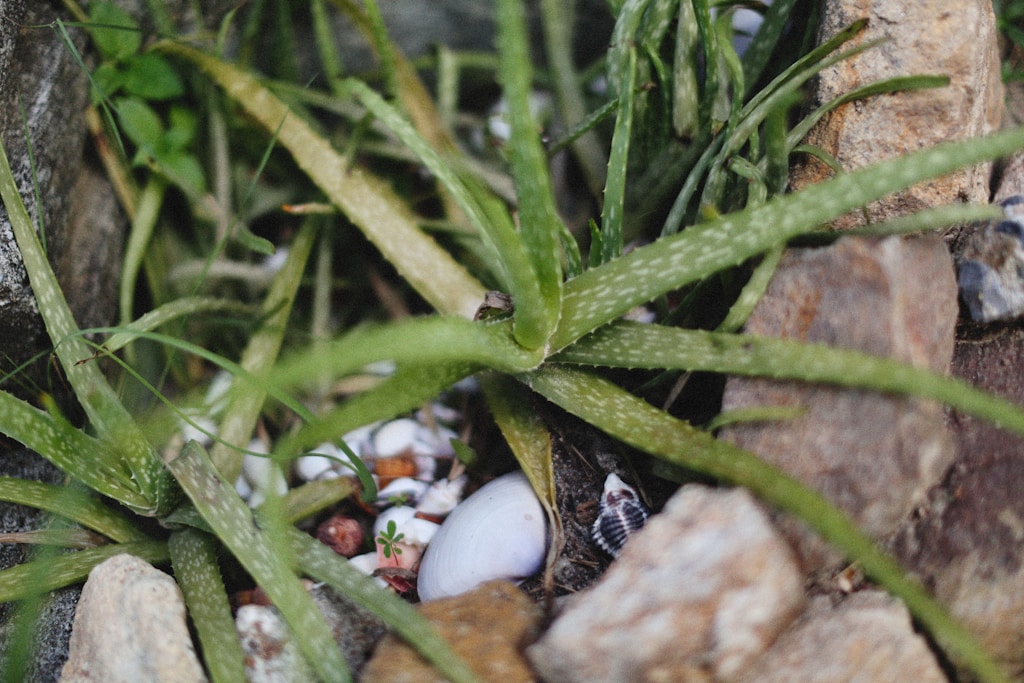 Frische Aloe-vera-Blätter