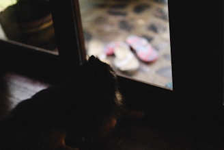 A dark silhouette of a dog looking through a glass door at a pair of colorful flip-flops on a stone patio. The background is slightly blurred, focusing on the footwear.