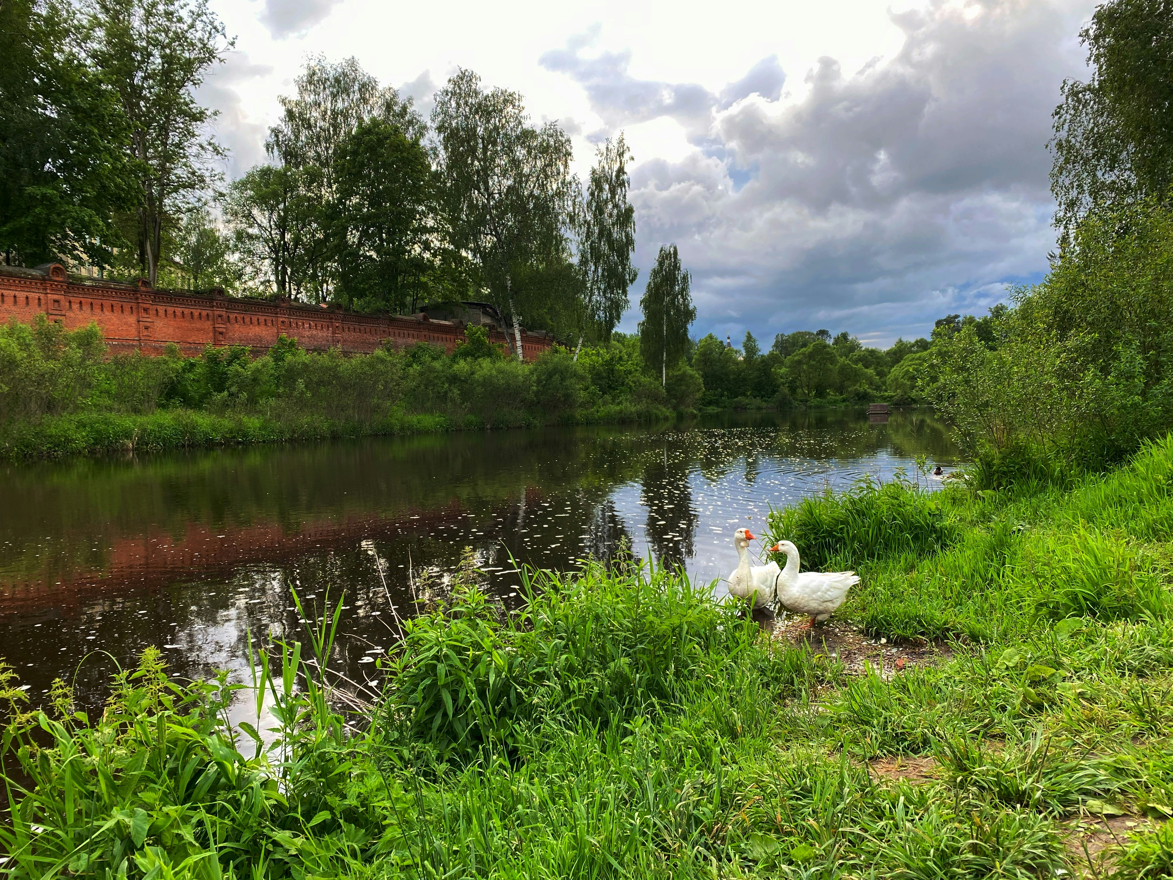 a couple swans in a pond