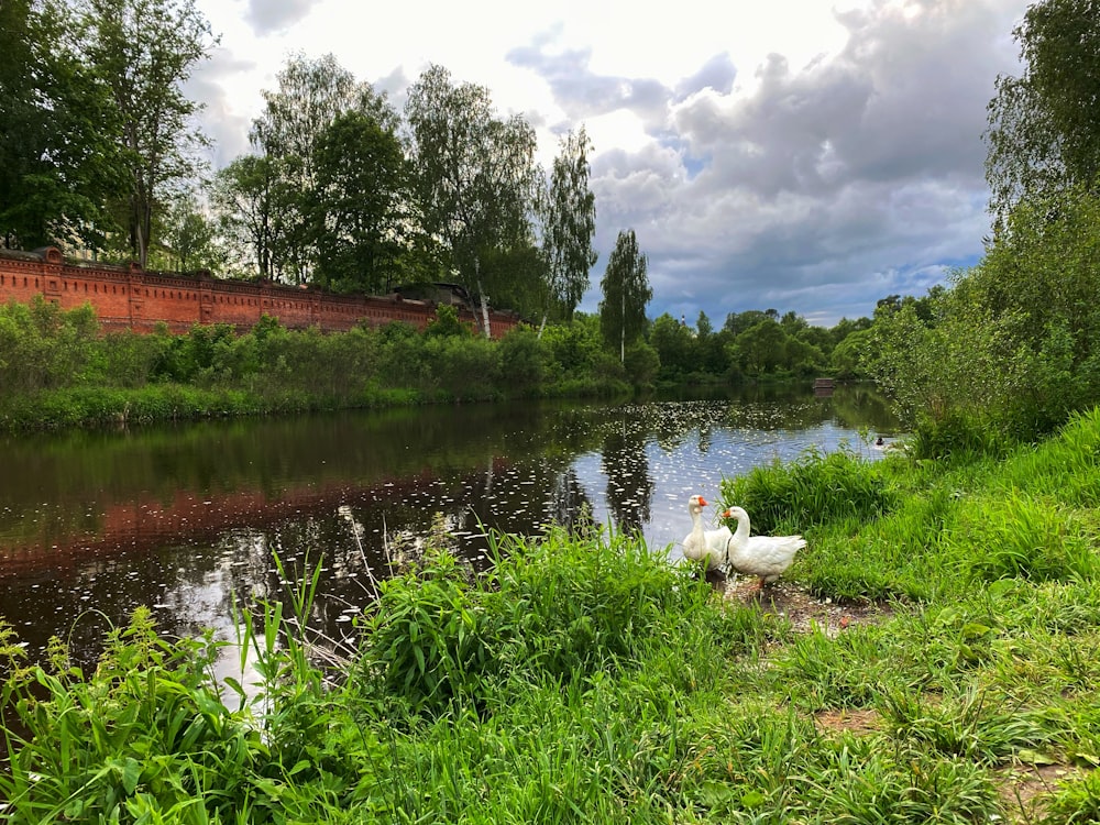 a couple swans in a pond