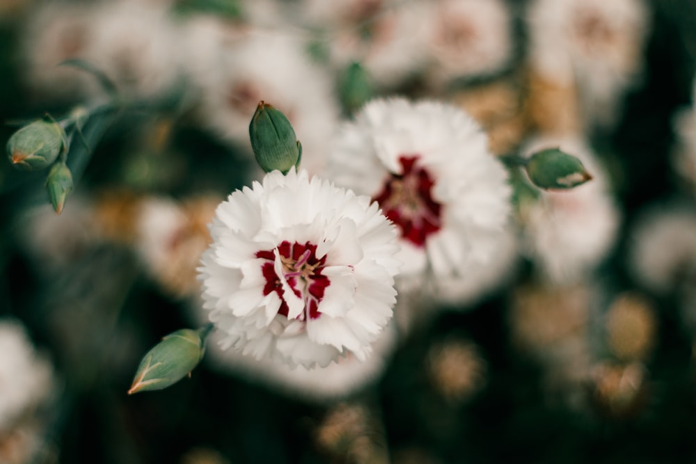 a close up of some flowers