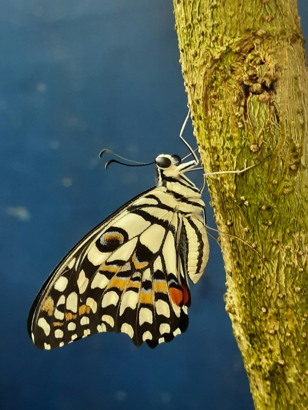 a butterfly on a tree