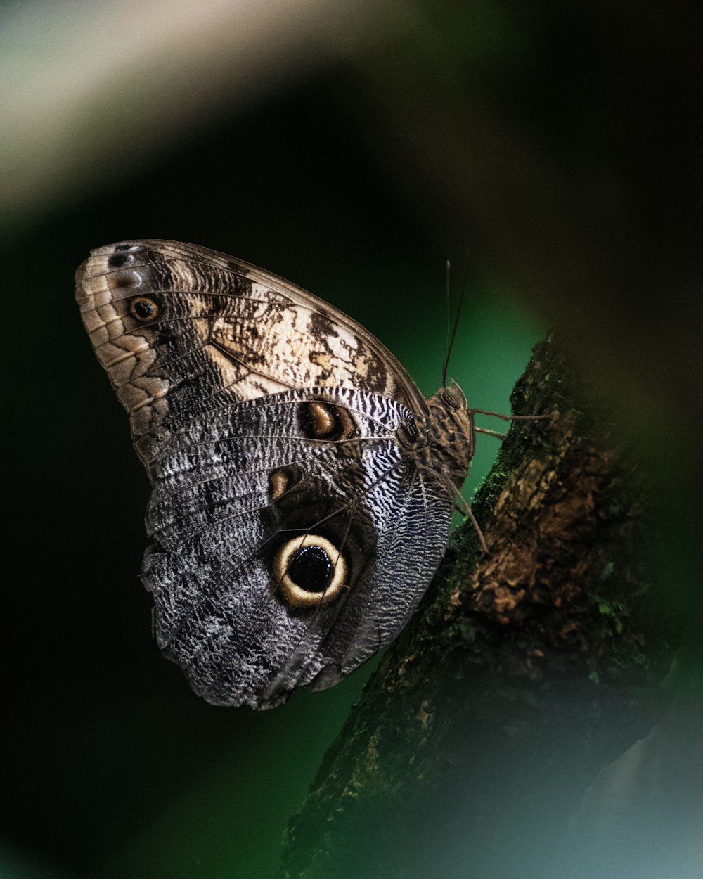 a butterfly on a leaf