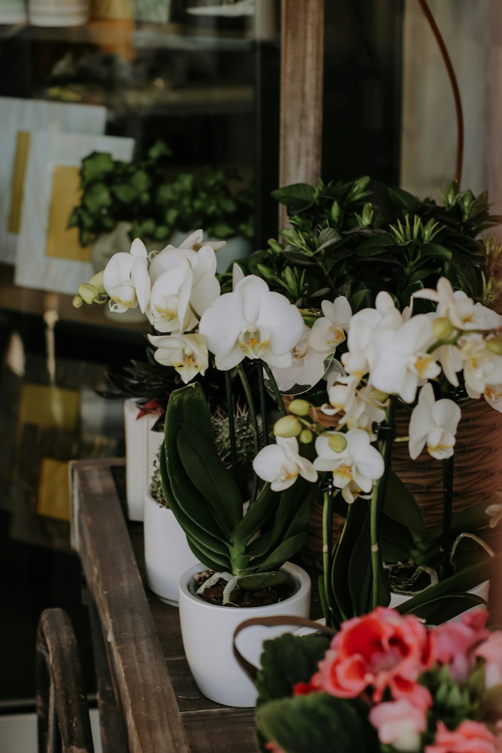 a group of white flowers in a white pot