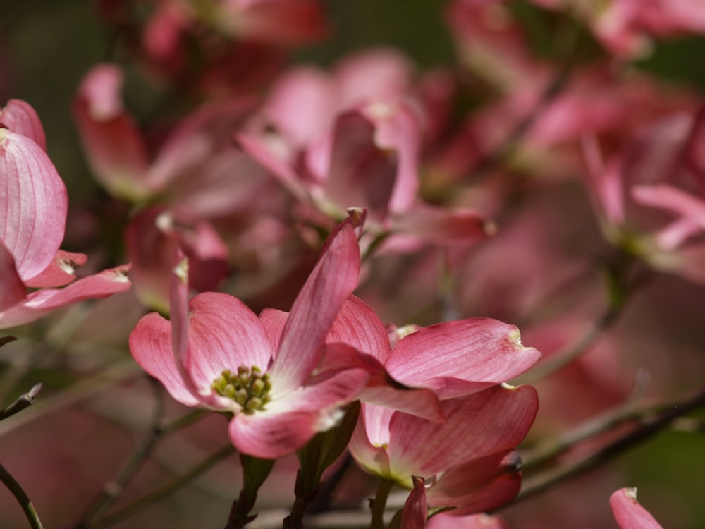 a close up of pink flowers