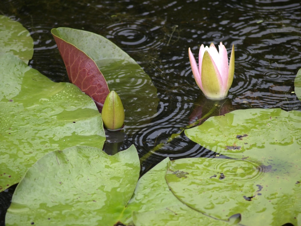 a group of colorful flowers floating on water