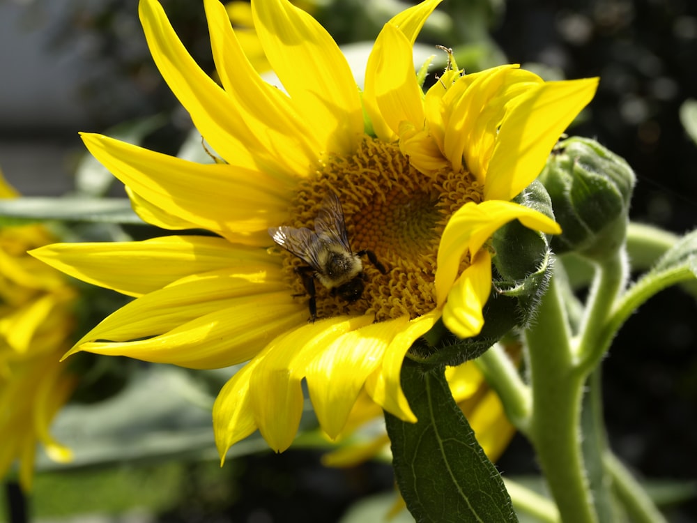 a bee on a yellow flower