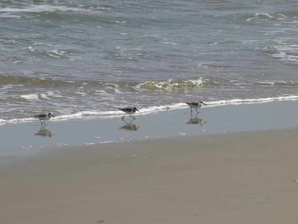 birds on the beach