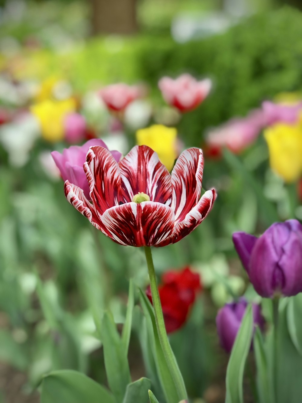 a close up of a flower