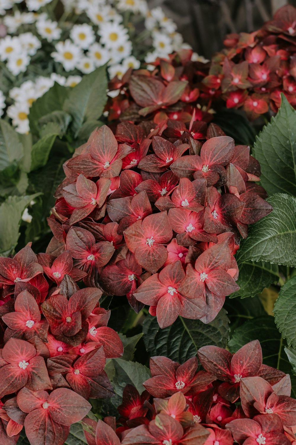 a close up of a flower