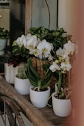 A collection of elegant potted plants arranged for a corporate gifting event.