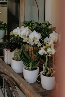 A variety of potted plants arranged aesthetically.