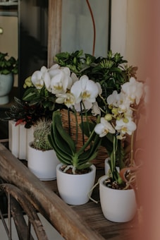 A collection of potted plants arranged on a wooden surface, including white orchids in bloom and various green foliage plants, set against a window backdrop. The arrangement appears well-tended, with the pots uniformly white, adding a calming aesthetic.