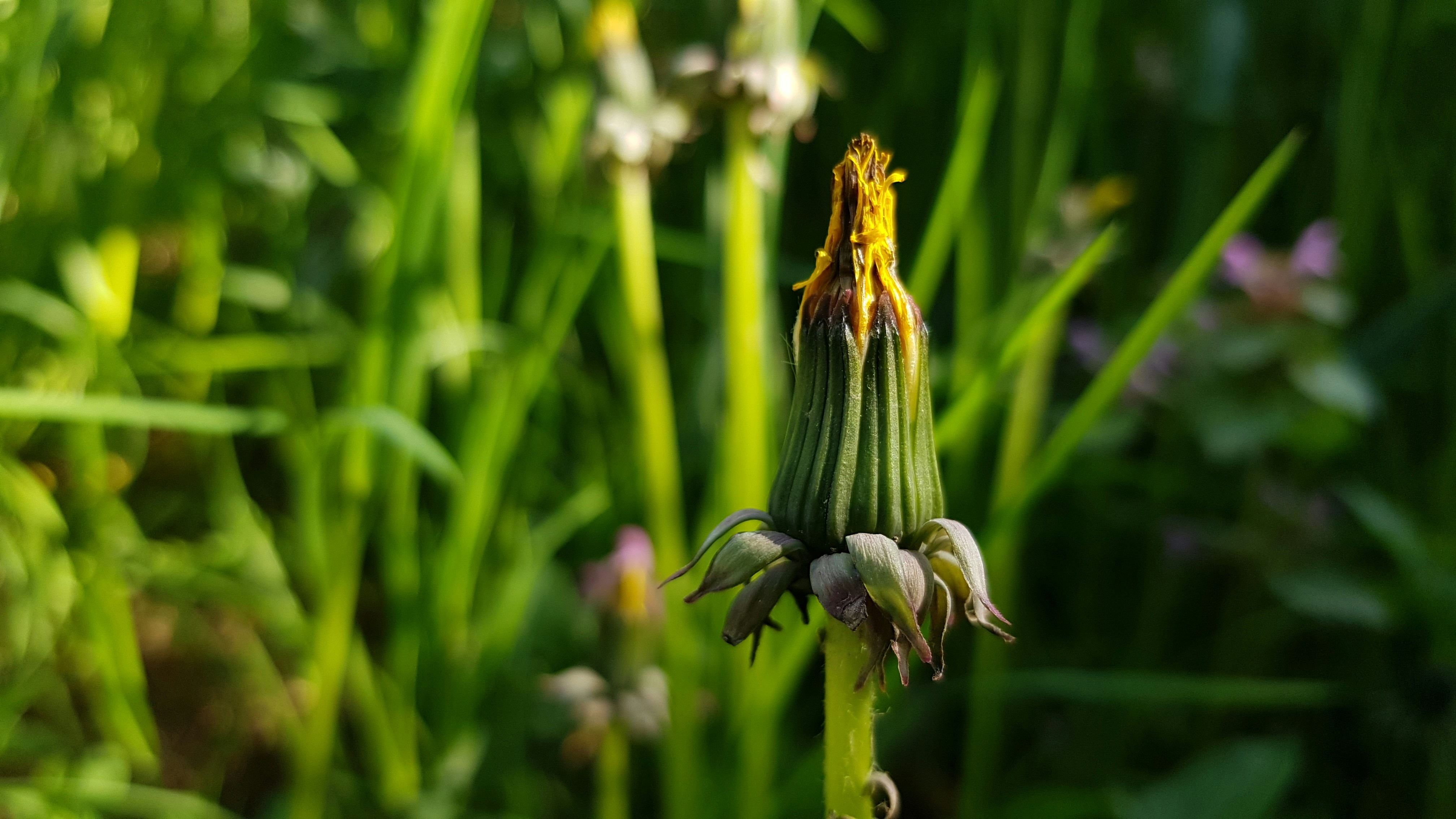 Photo by belmin_26_aljovic