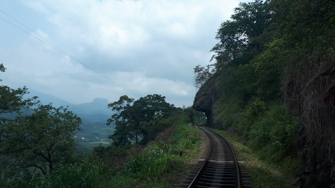 a train track going through a forest
