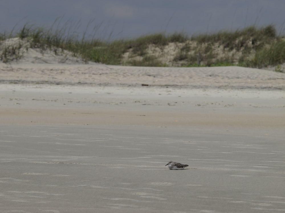 a bird on a beach