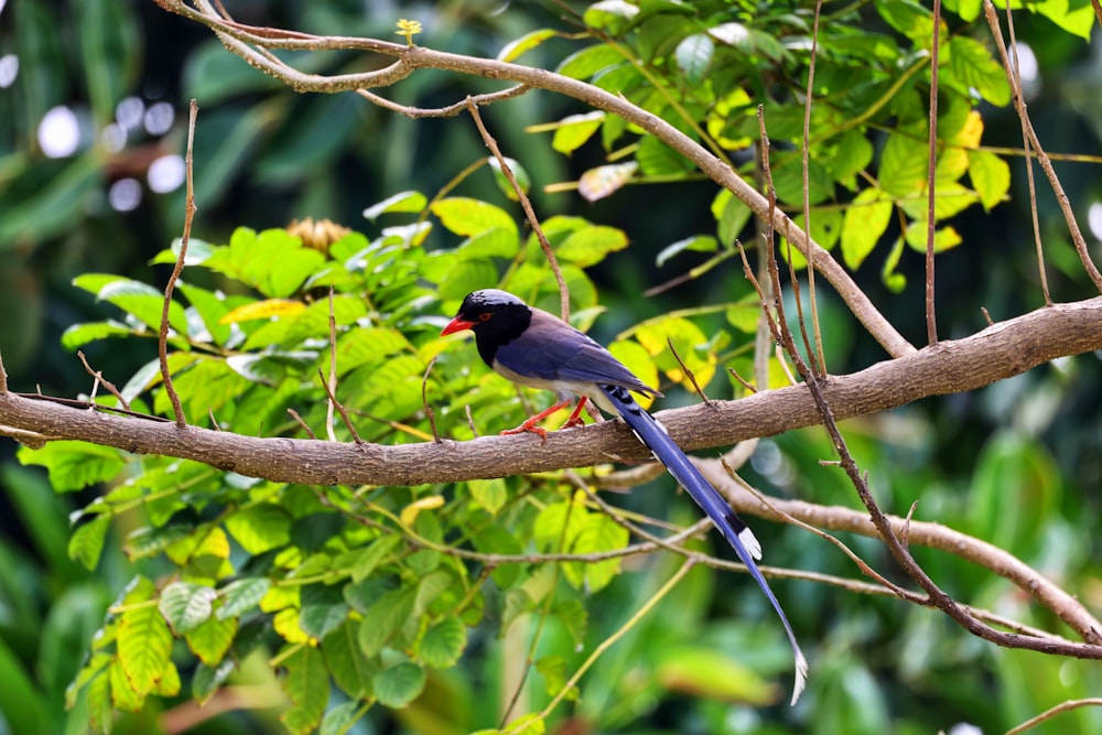 a bird sitting on a branch