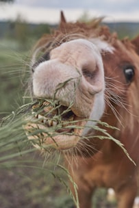a close up of a couple of animals eating grass