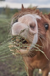 a close up of a couple of animals eating grass