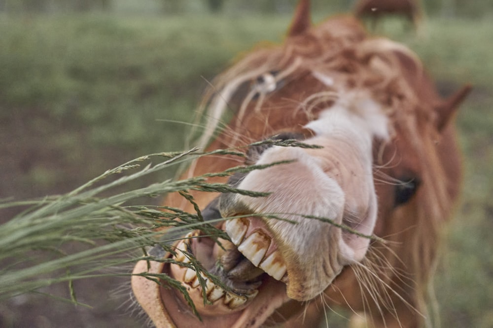 a horse with its mouth open