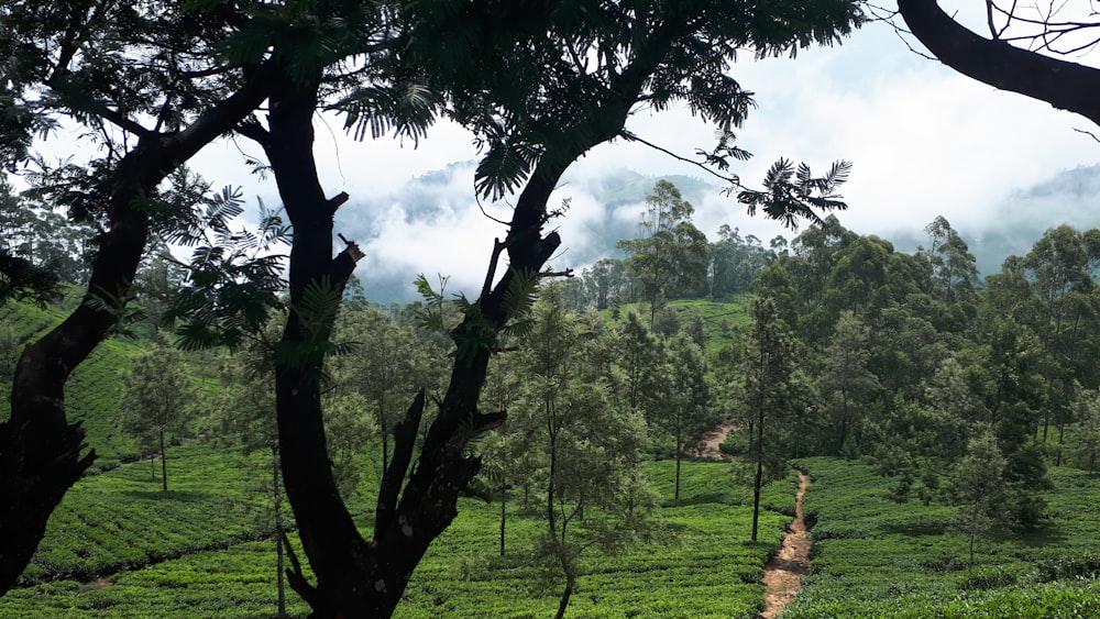 a green field with trees