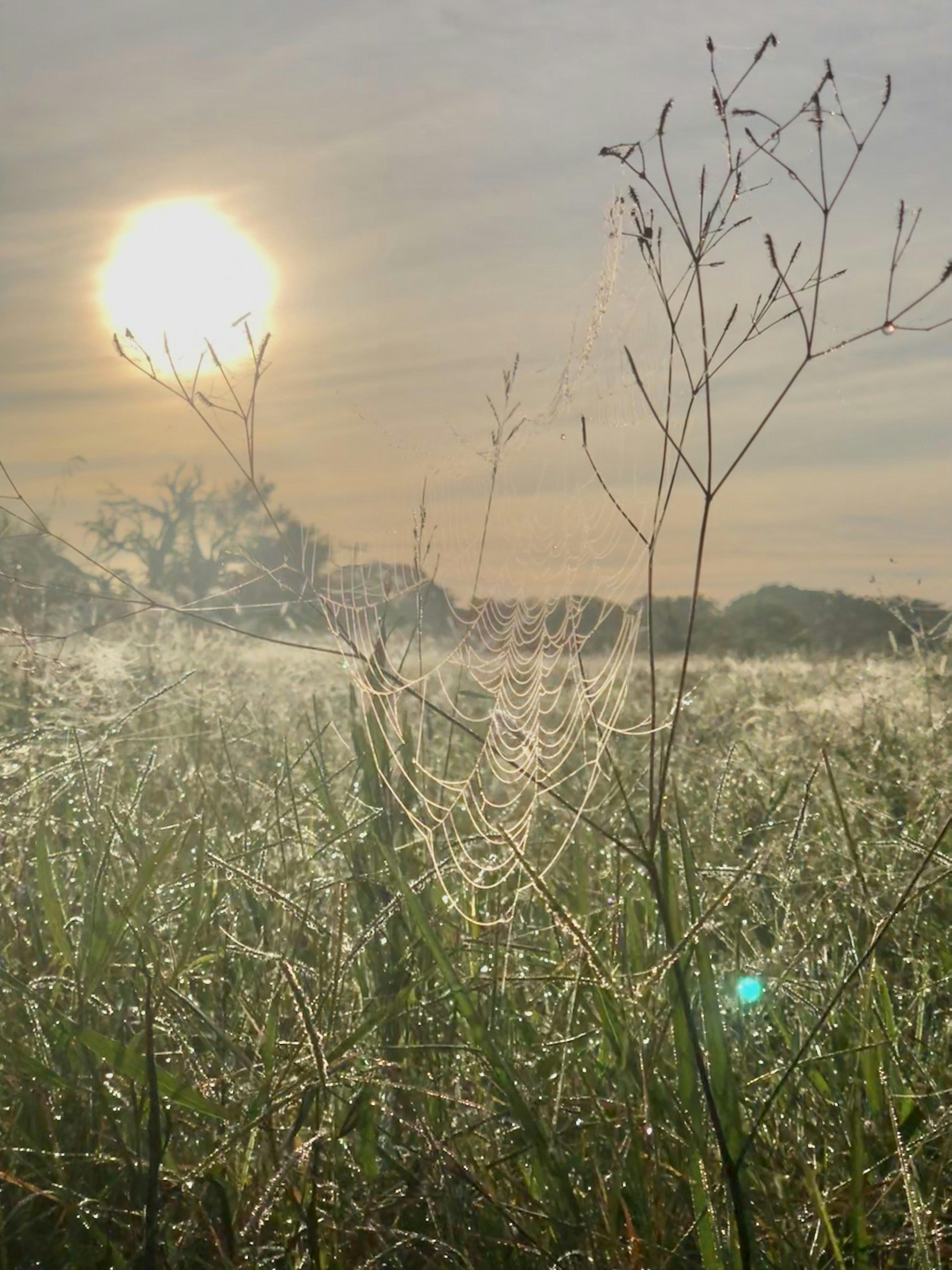 Photo by sunshinestudio82