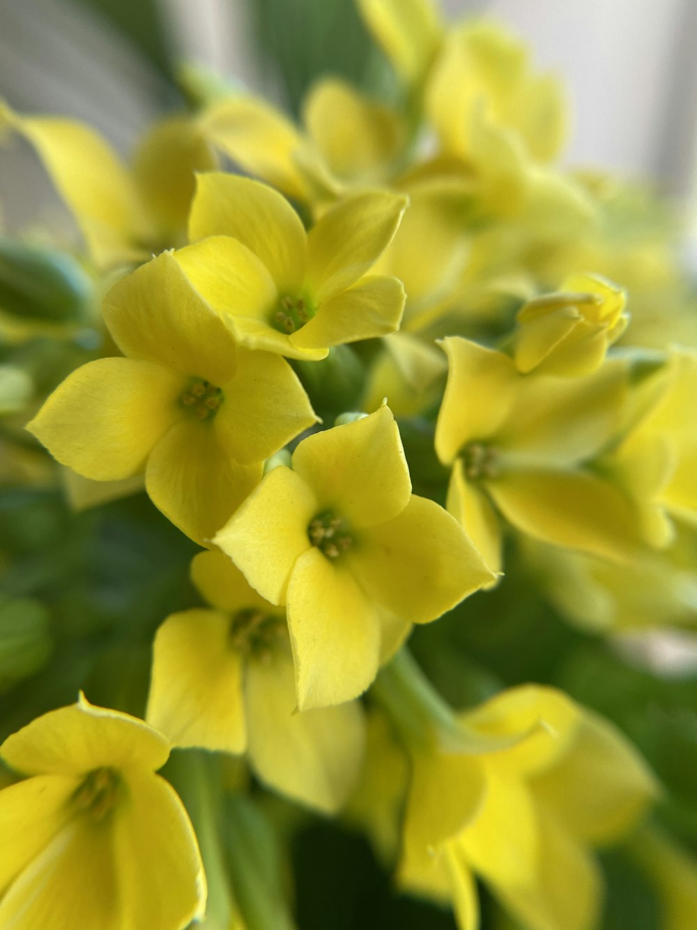 a close up of yellow flowers