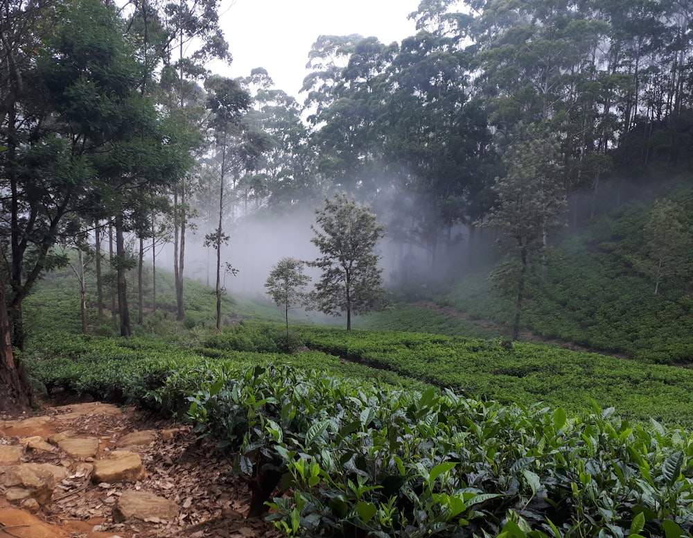 a field of plants and trees