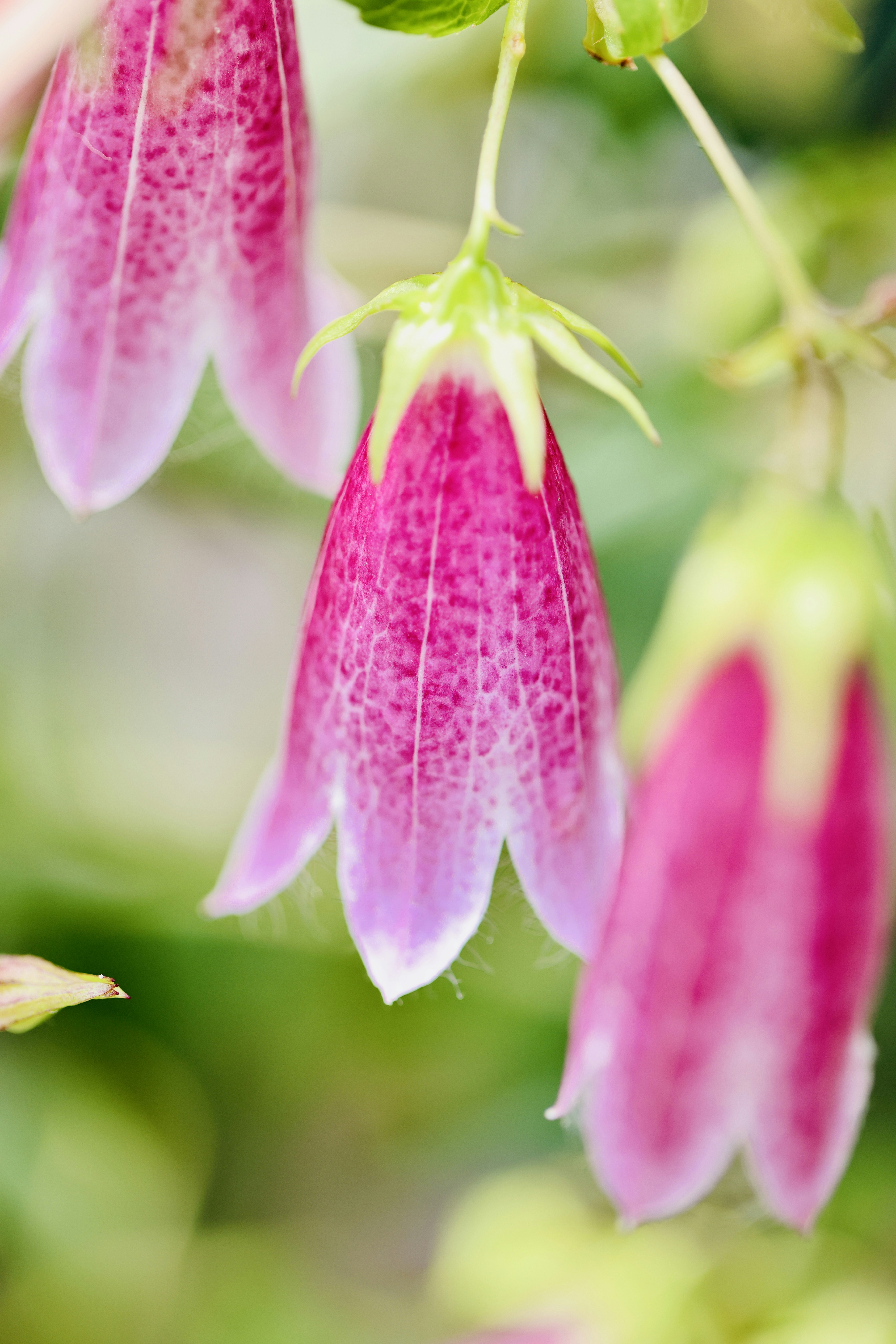 Photo by dickenslin76