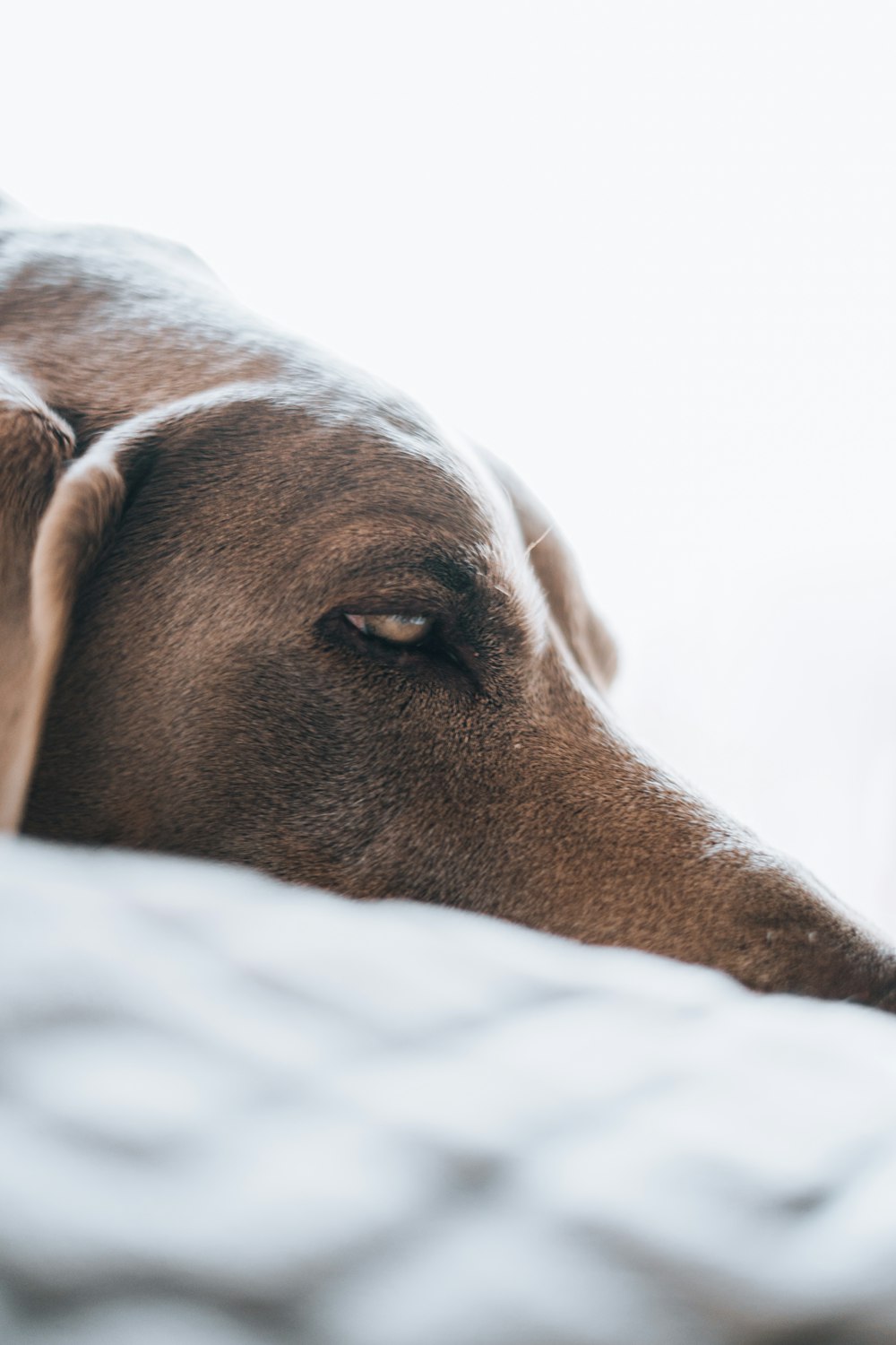 a close up of a dog lying on a blanket