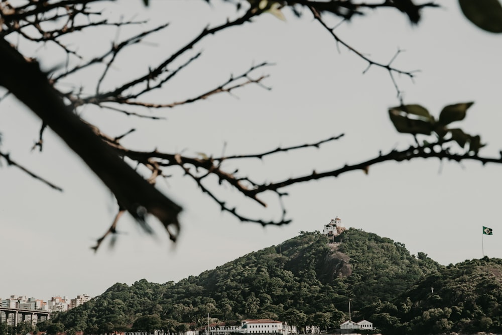 a tree with a building in the background