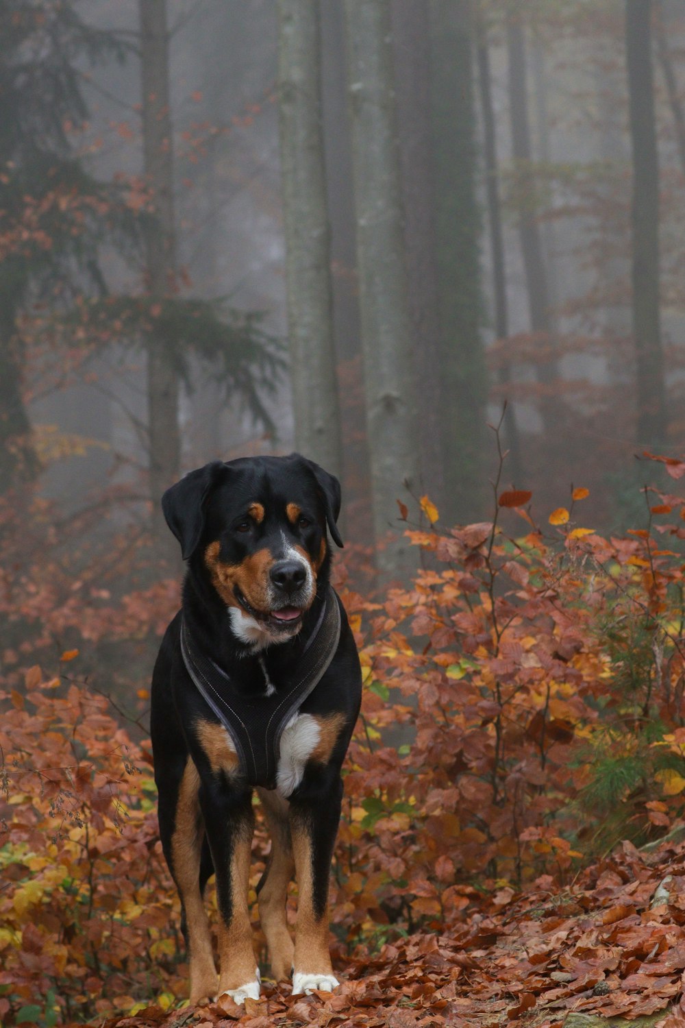 a dog standing in a forest