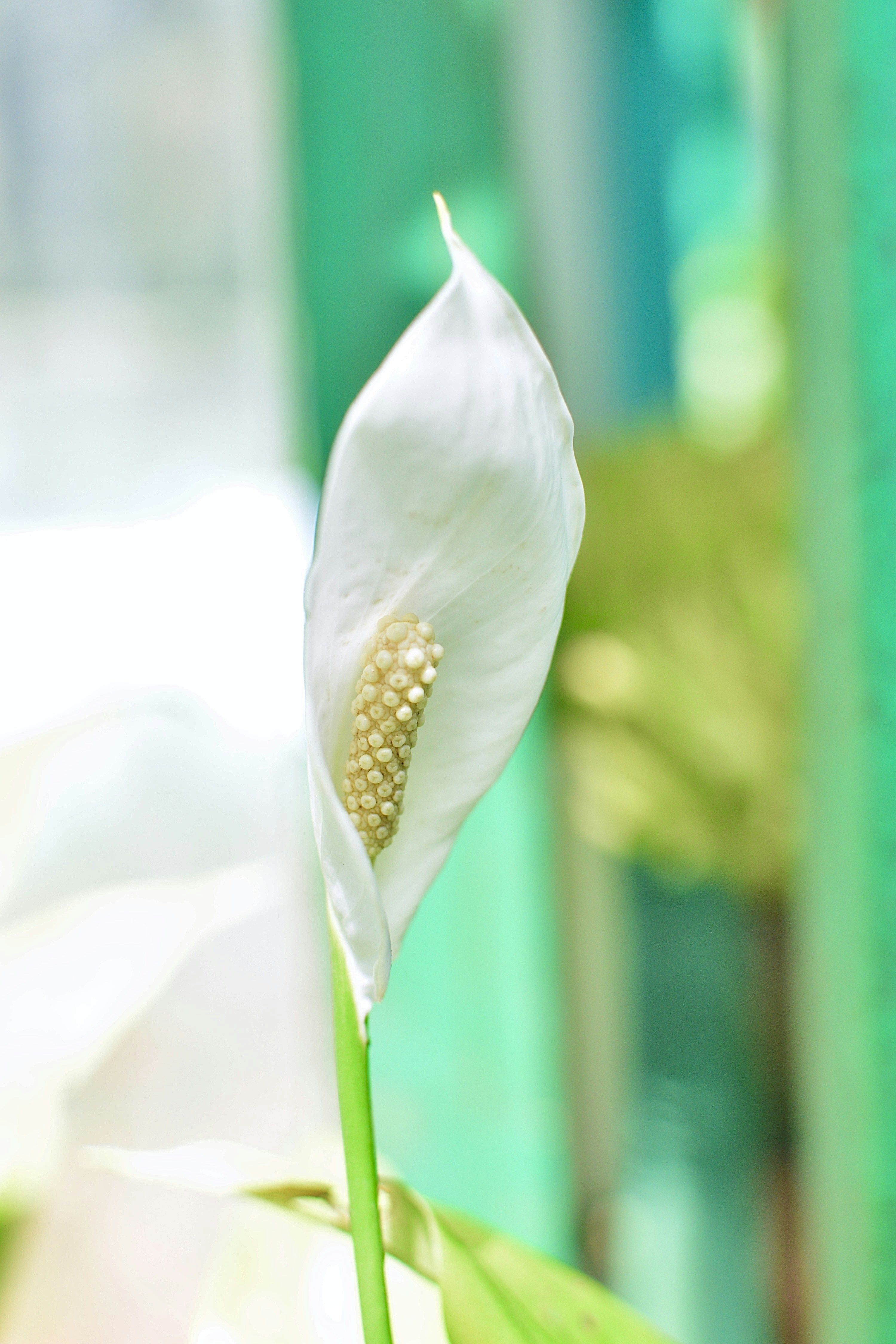 a white flower with yellow center