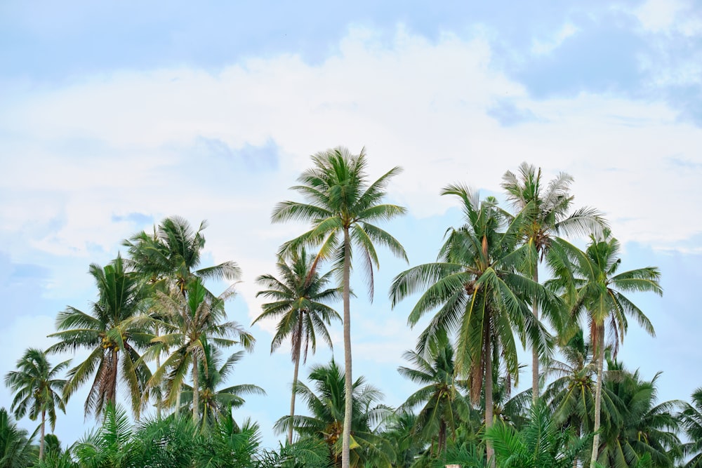 a group of palm trees on a beach