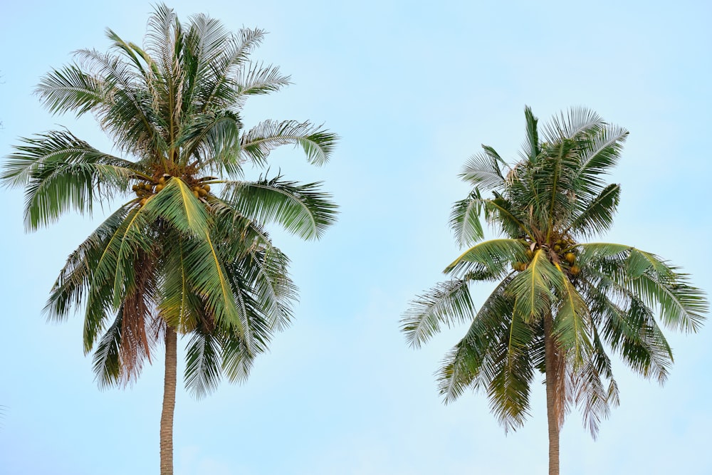 a sandy beach next to a palm tree