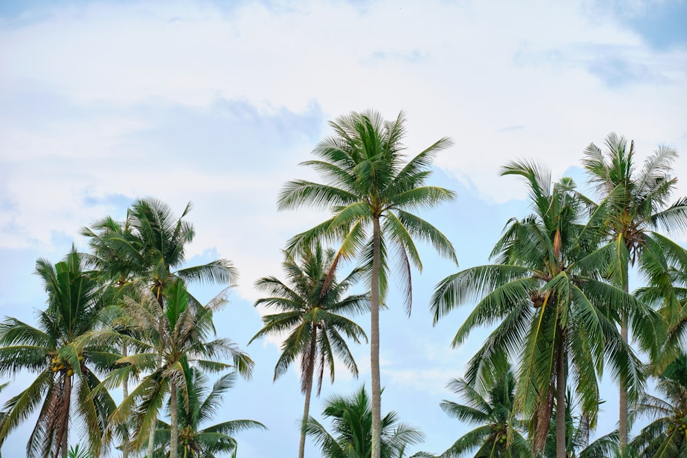 a beach with a palm tree