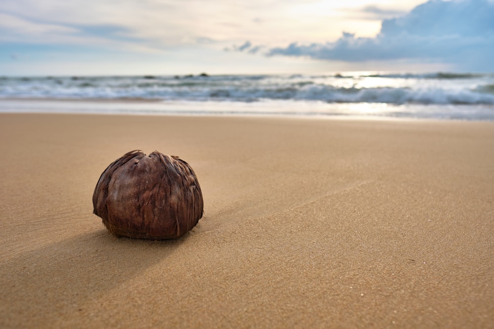 a close up of a sand covered beach