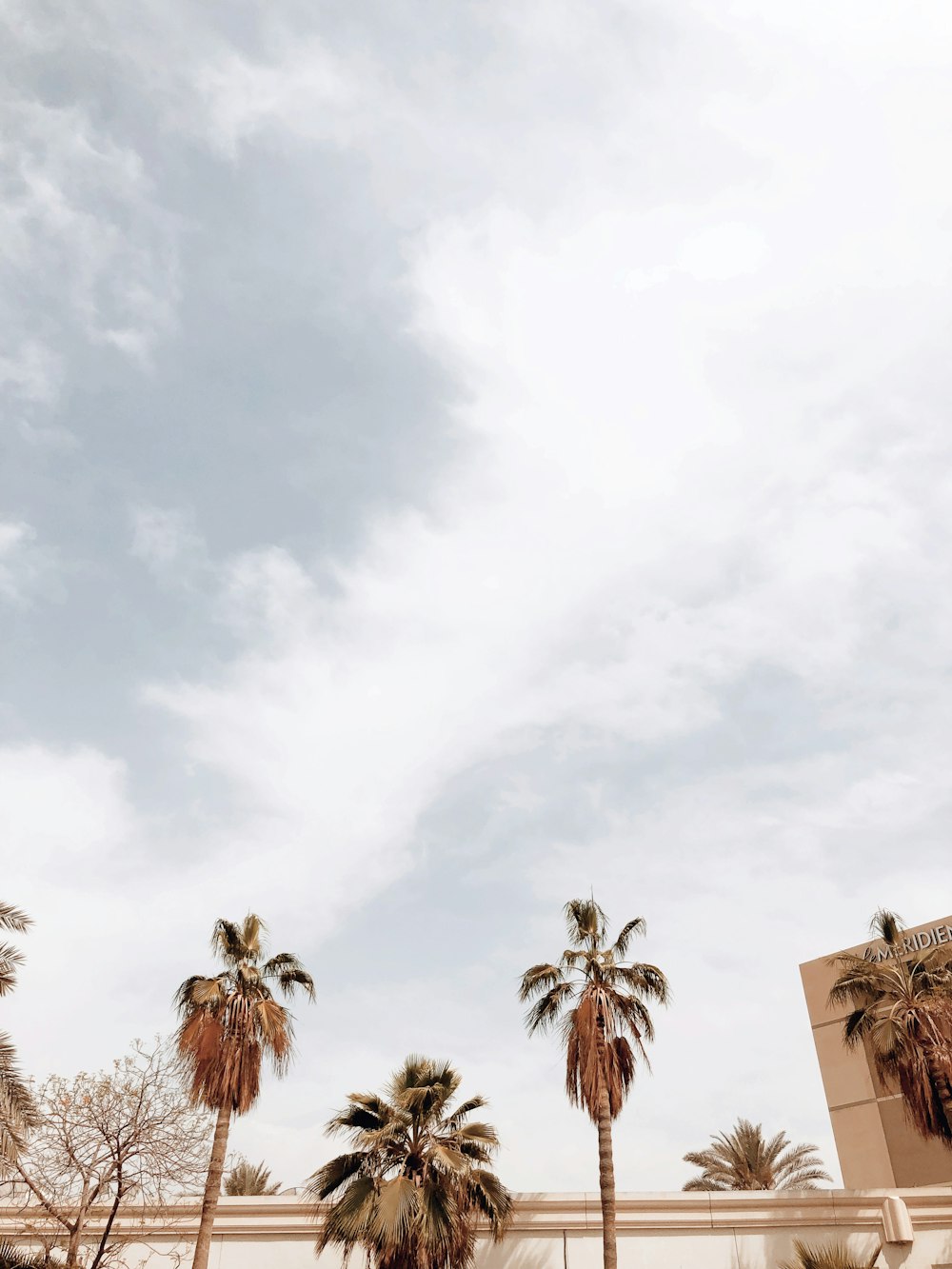 palm trees and a cloudy sky