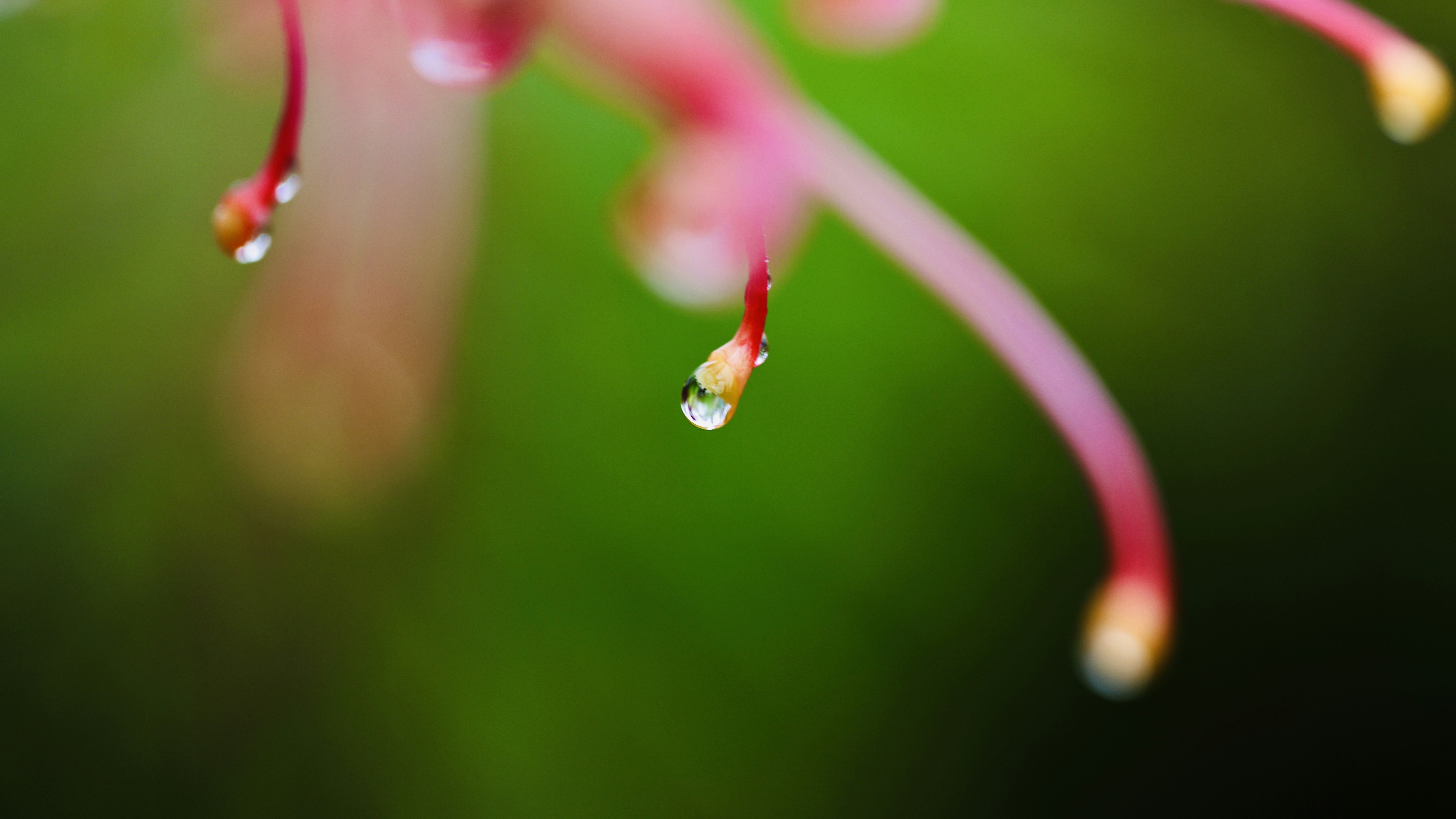 Photo by dickenslin76