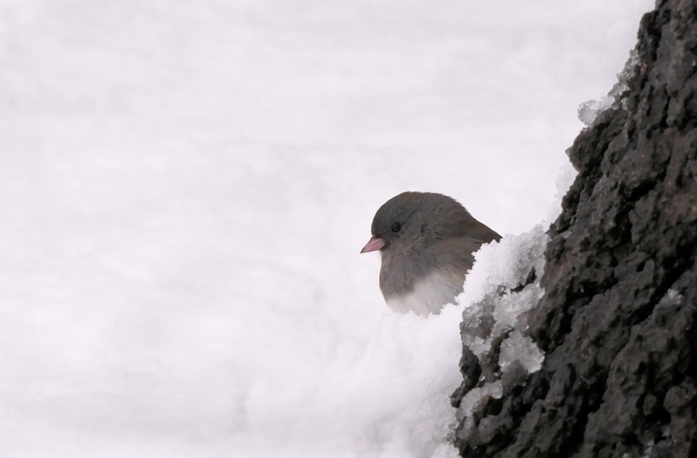 a bird on a rock