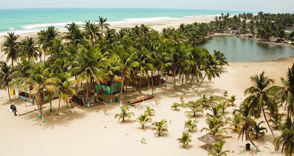 a beach with palm trees and a body of water