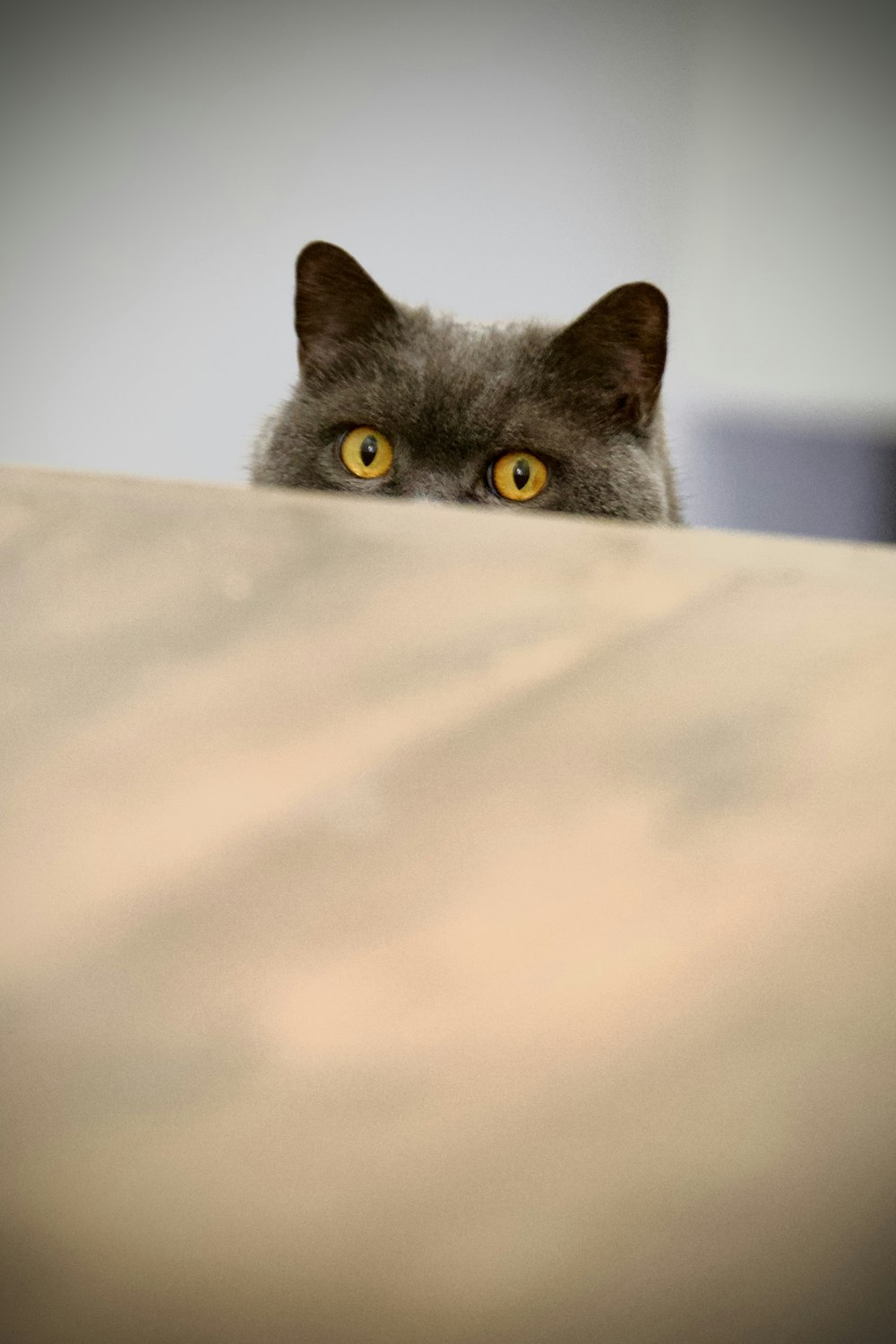 Foto Un gato asomándose por un agujero en una pared – Imagen Los angeles  gratis en Unsplash