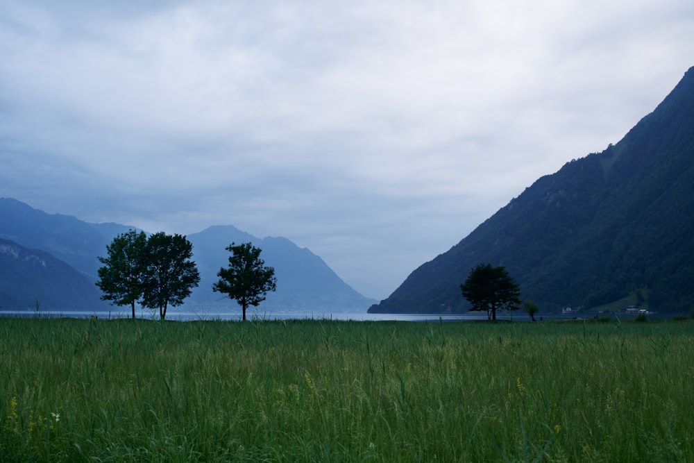 a grassy field with trees and mountains in the background